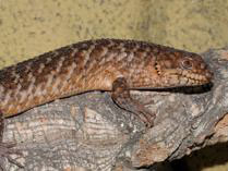 Egernia stokesii